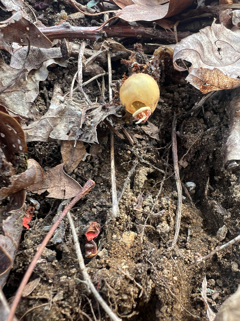 Calostoma cinnabarinum · April 2026 · photo: © bdthomas (iNaturalist, cc-by)