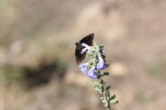 Viola minor