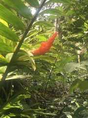 Guzmania berteroniana