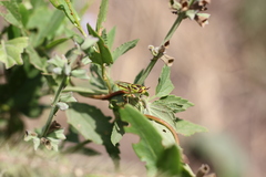 Hedriodiscus pulcher