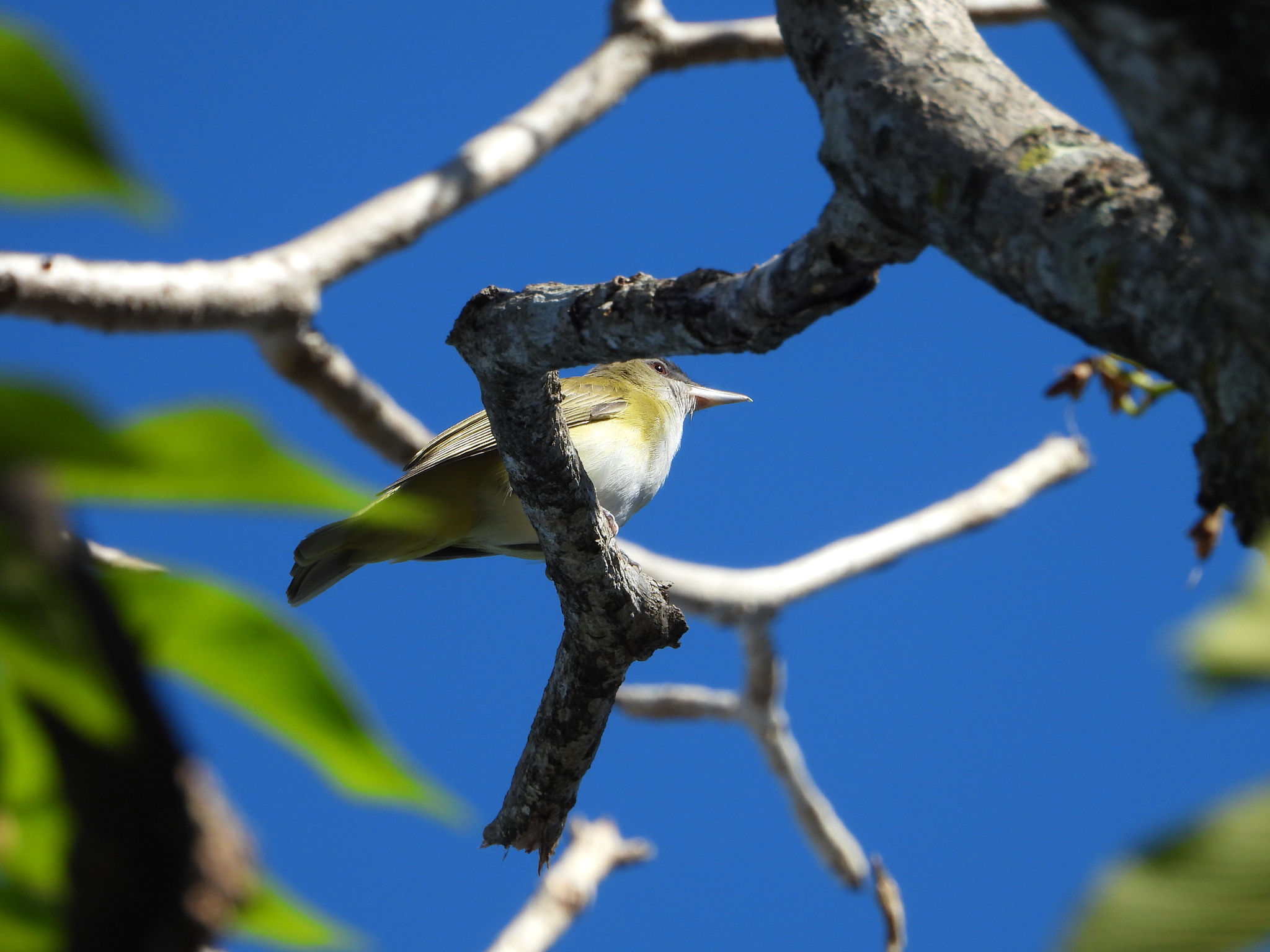 Yellow-green Vireo (Vireo flavoviridis), photo 5