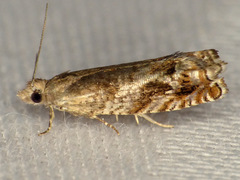 Epinotia solicitana