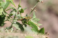 Hedriodiscus pulcher
