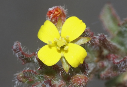 Camissoniopsis intermedia