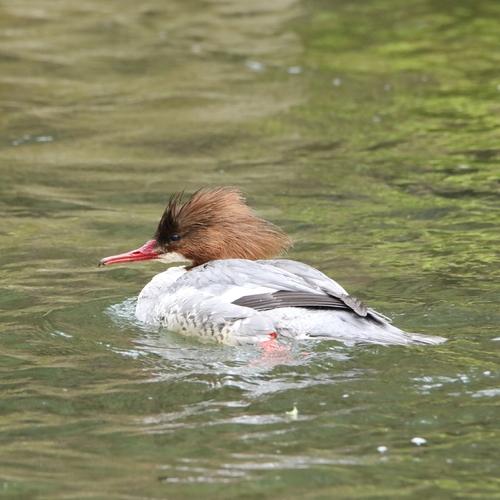 Europäischer Gänsesäger
