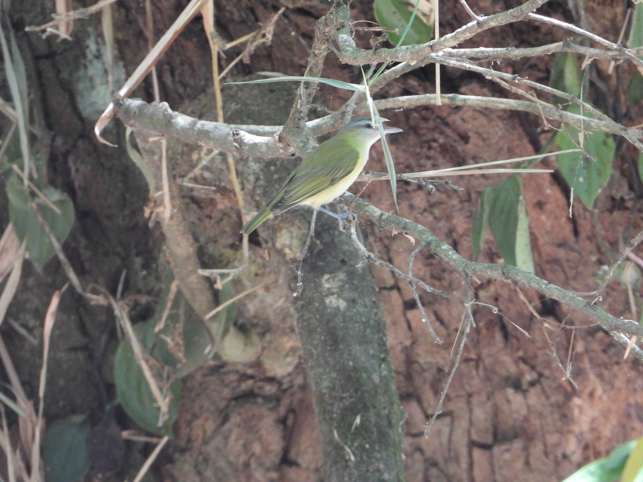 Yellow-green Vireo (Vireo flavoviridis), photo 6
