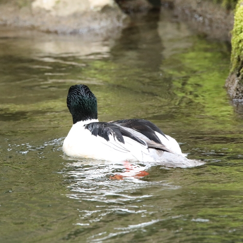 Europäischer Gänsesäger