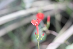 Ipomoea indivisa
