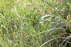 Ipomoea indivisa