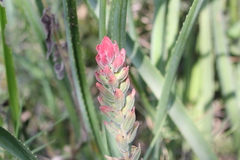 Castilleja arvensis pastorei