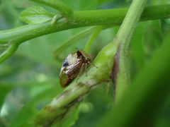 Membracidae
