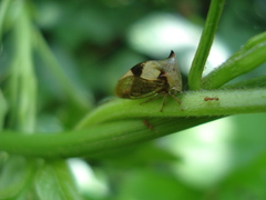 Membracidae