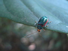Diabrotica rufolimbata