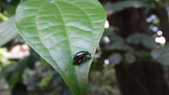 Diabrotica rufolimbata