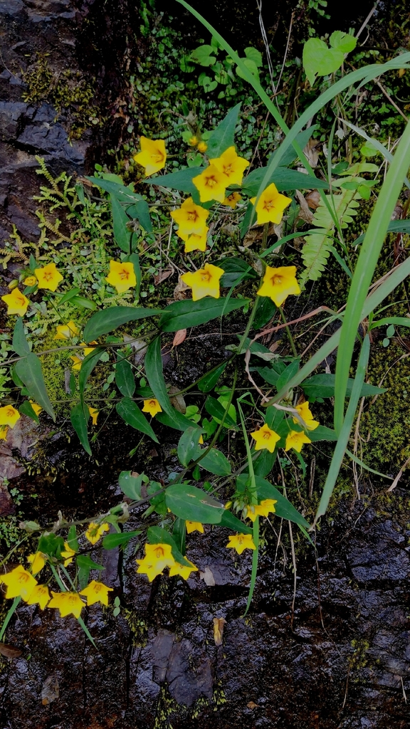 Lysimachia longipes