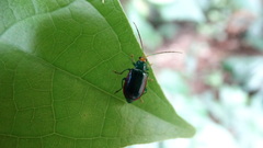 Diabrotica rufolimbata