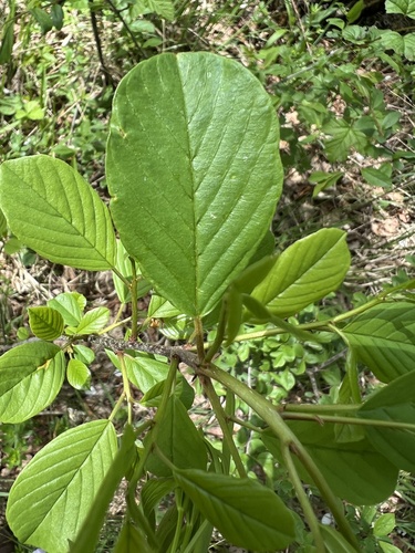 alder buckthorn (Frangula alnus)