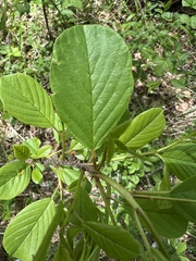Alder Buckthorn (Frangula alnus)