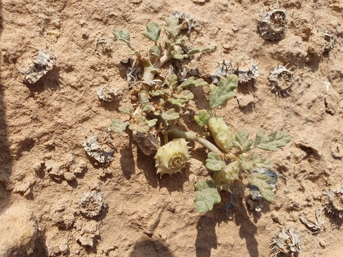 sadan (Neurada procumbens)