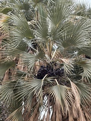 Hyphaene thebaica, photograph author not stated, no rights reserved