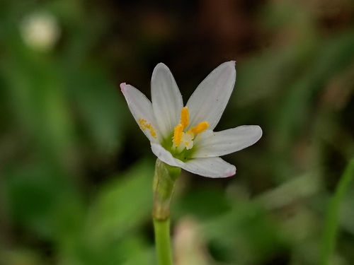 Zephyranthes minima