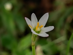 Zephyranthes minima