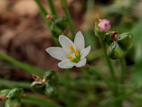 Zephyranthes minima, photograph 1