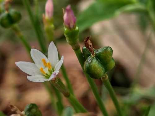 Zephyranthes minima, photograph 2