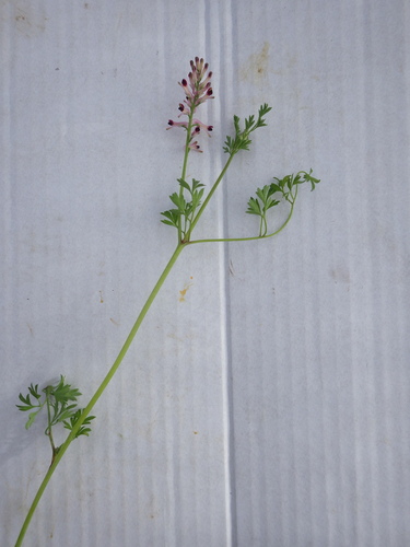 Fumaria bastardii (Fumaria bastardii)
