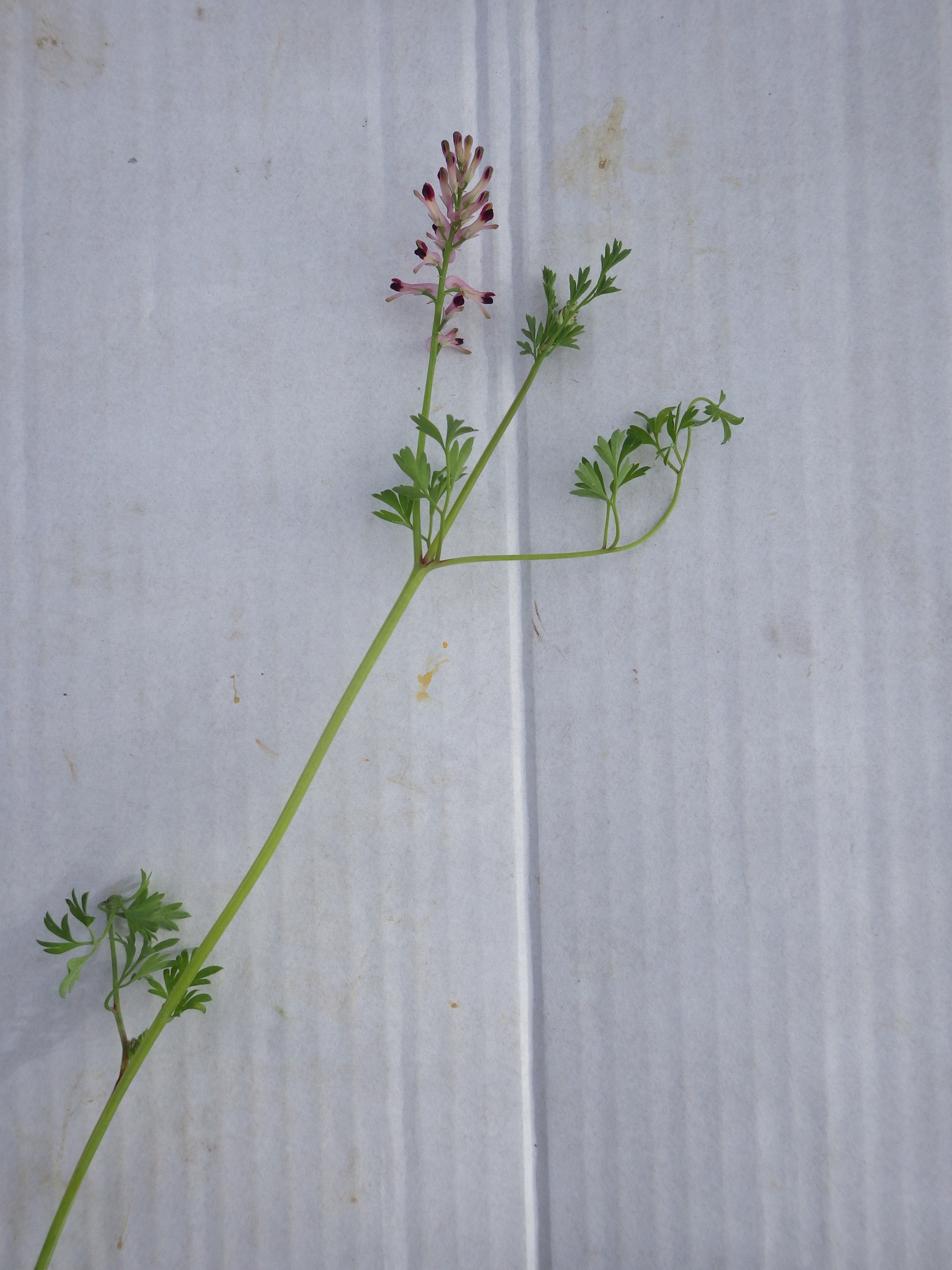 Fumaria Bastardii (Fumaria bastardii)