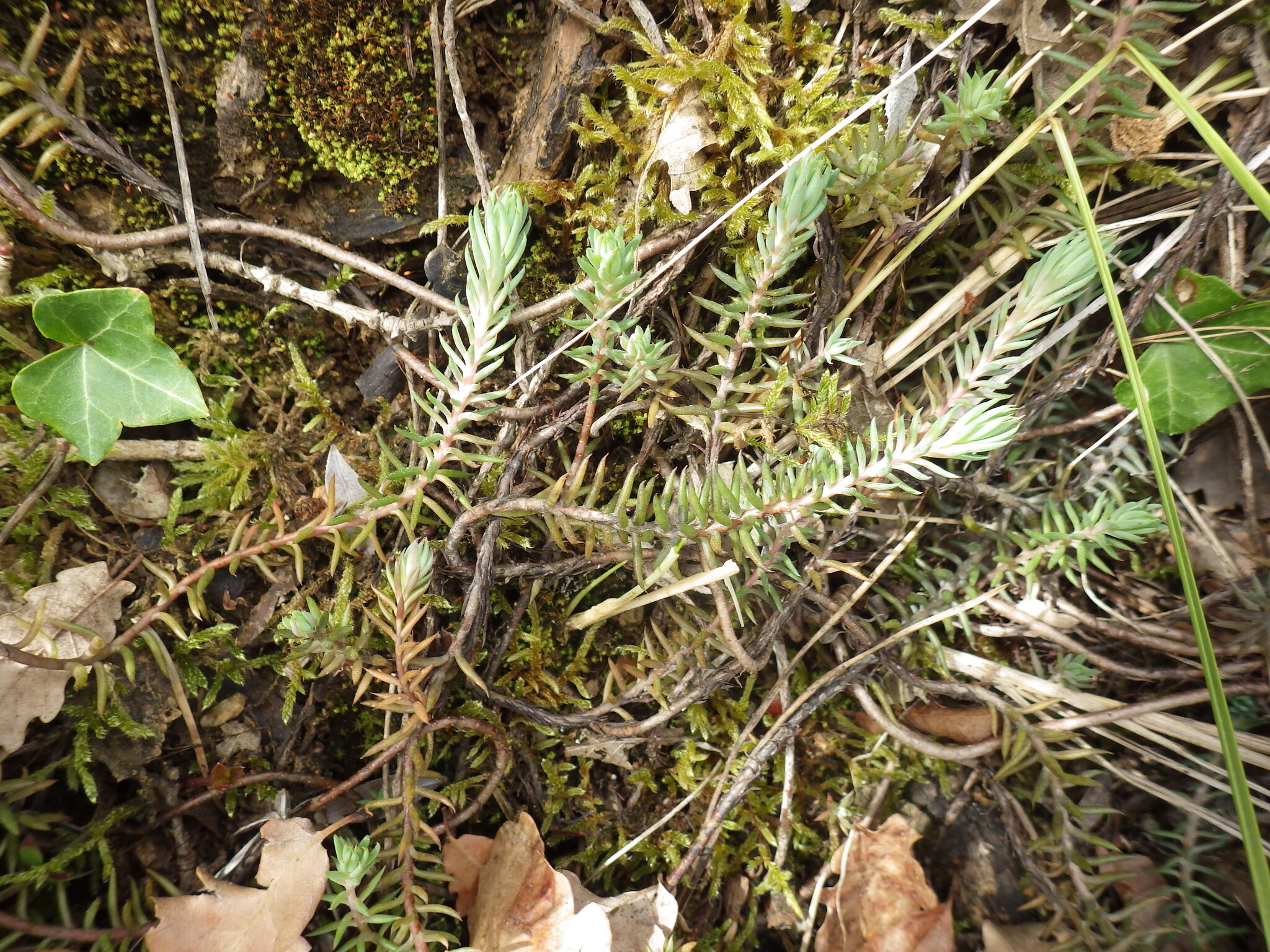 Petrosedum Rupestre (Petrosedum rupestre)