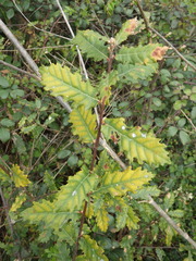 Quercus × cerrioides, photograph (c) Pere Barnola, some rights reserved (CC BY-SA)
