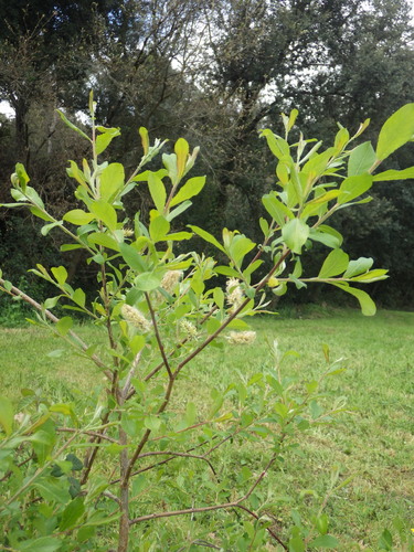 Large Gray Willow (Salix atrocinerea)