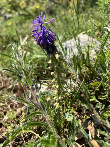 Muscari tenuiflorum (Muscari tenuiflorum)