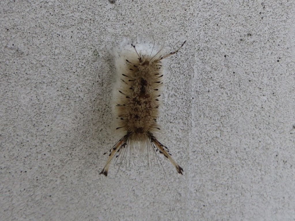 Tephra Tussock Moth