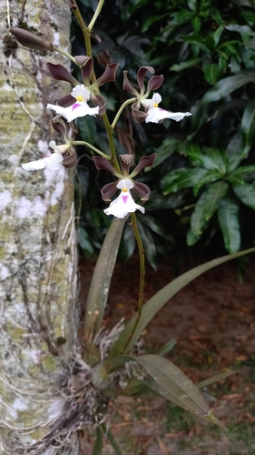 Large-Lipped Encyclia