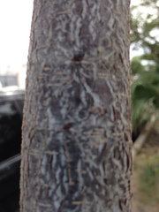 Lysiloma candidum