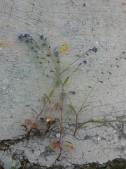 Myosotis stricta