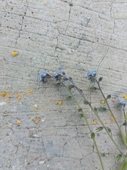 Myosotis stricta