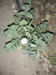 Sonchus oleraceus