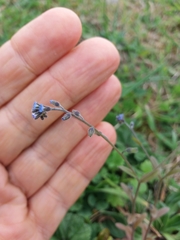 Myosotis stricta
