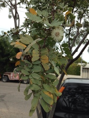Lysiloma candidum