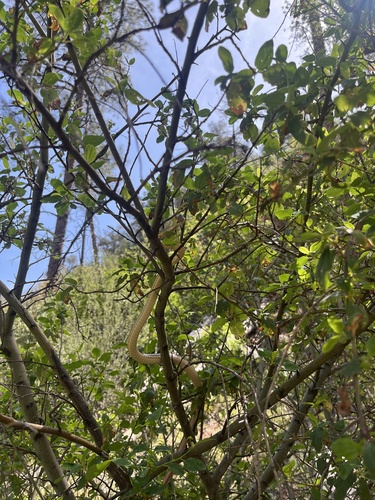 Striped Whipsnake