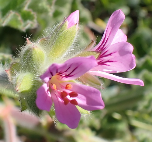 Rose scented geranium (Pelargonium capitatum)