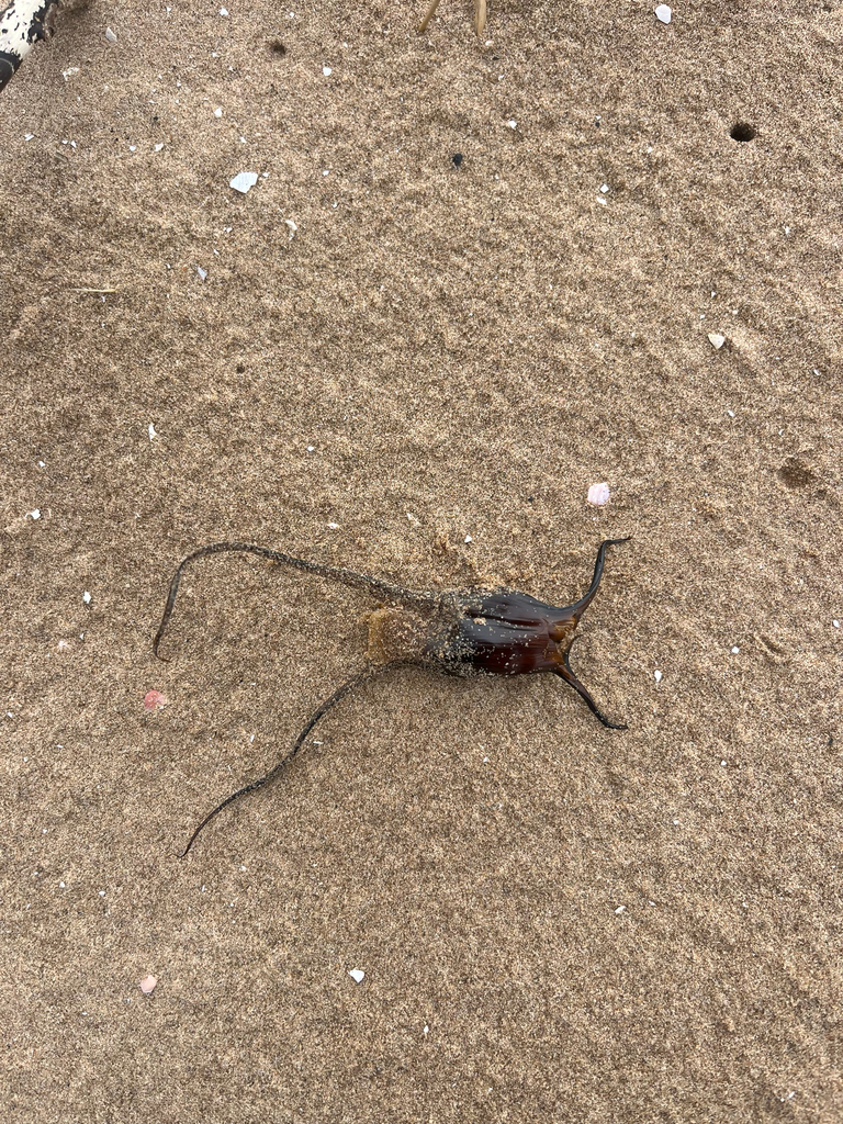 Cuckoo Skate