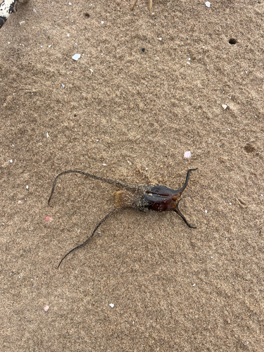Cuckoo Skate