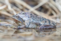 Common Frog photo 4