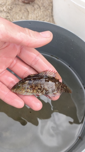 Symphodus melops