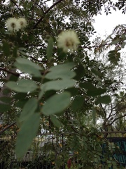 Lysiloma candidum