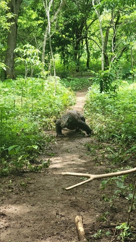 Varanus komodoensis